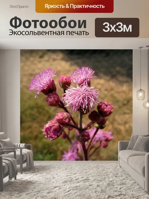 Фотообои розовый помпон цветок и бутоны
