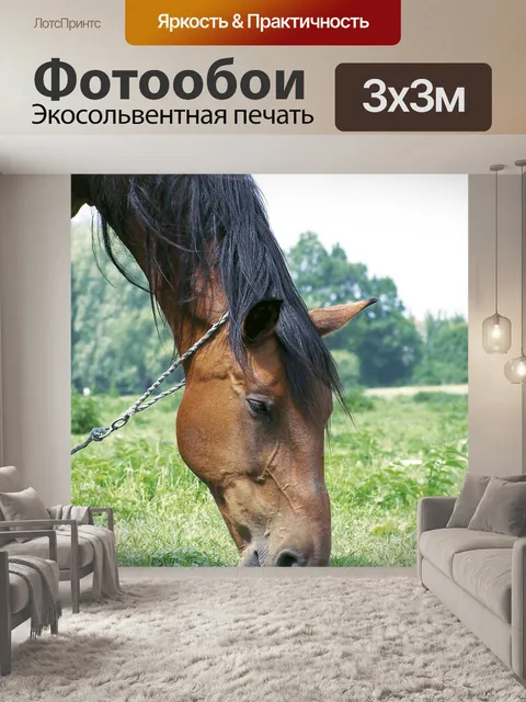 Фотообои Лошадь