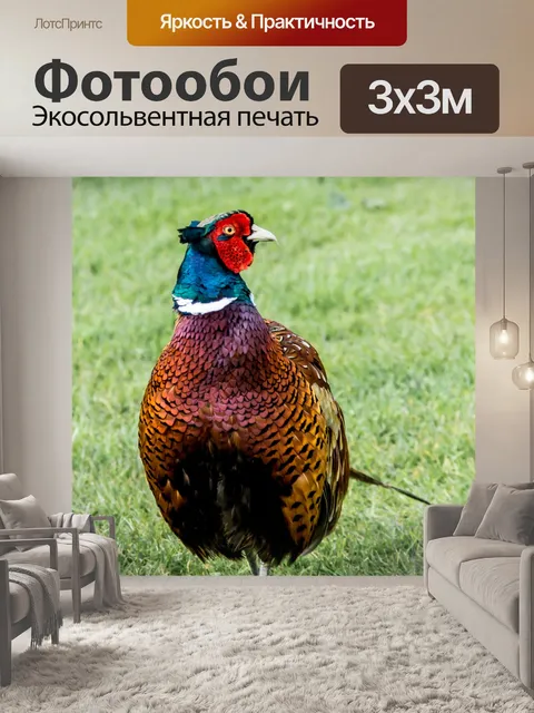 Фотообои Дикий петух фазан Птица