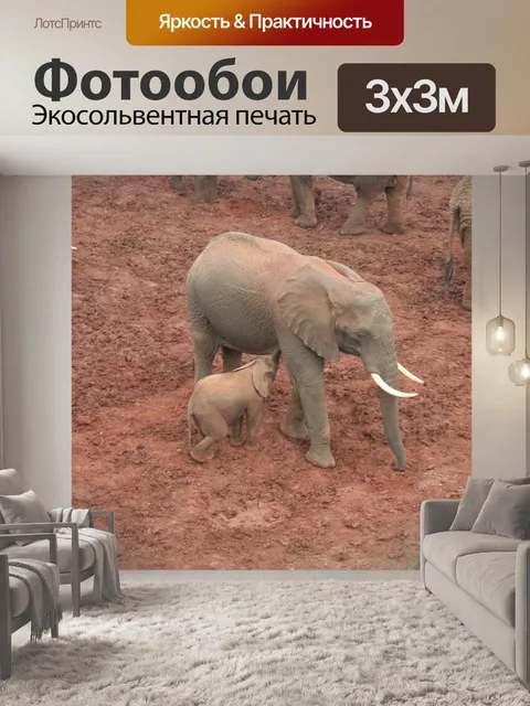 Фотообои Слон