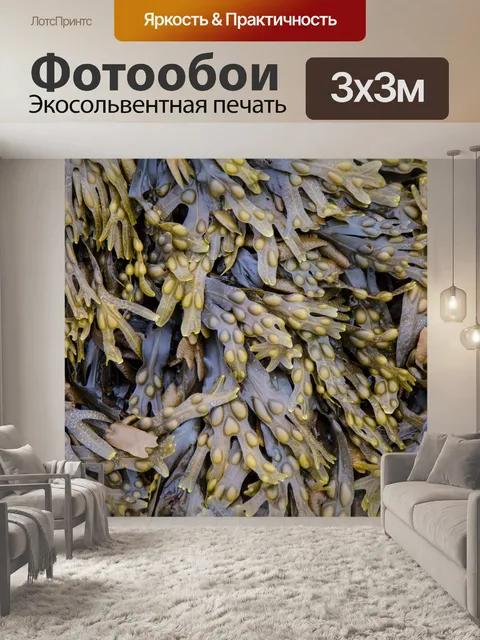 Фотообои Водоросли