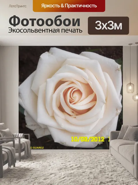 Фотообои Белая роза