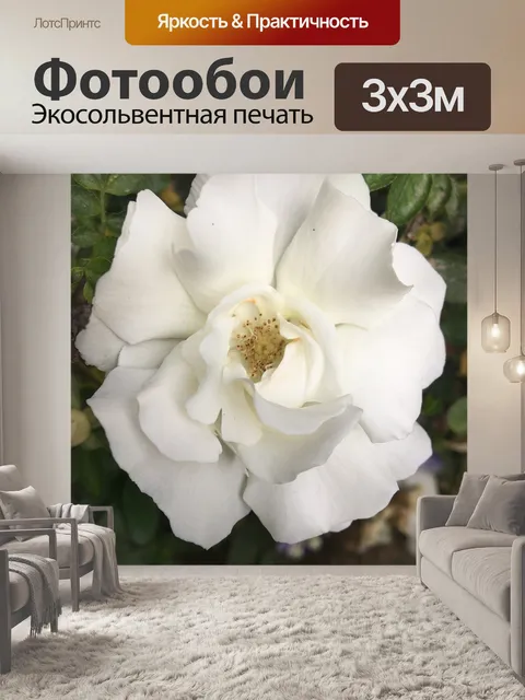 Фотообои Белая роза