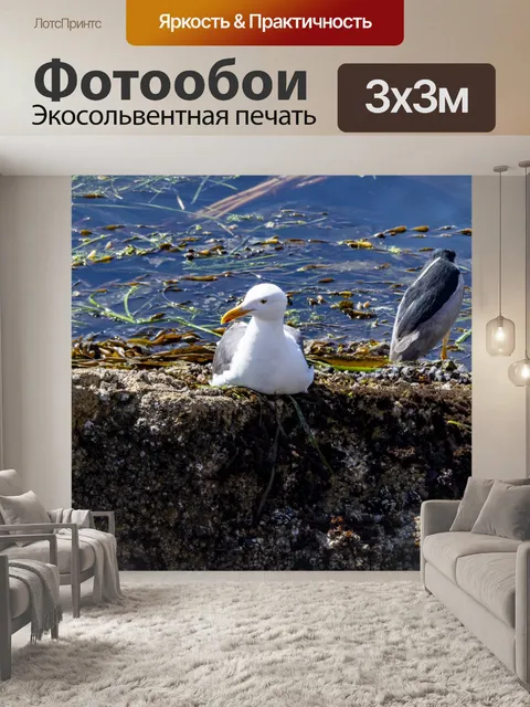 Фотообои чайка и цапля