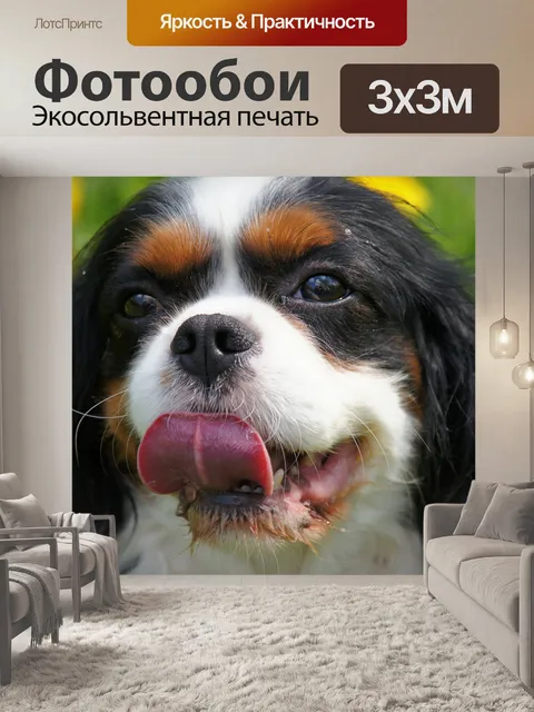 Фотообои Кавалер