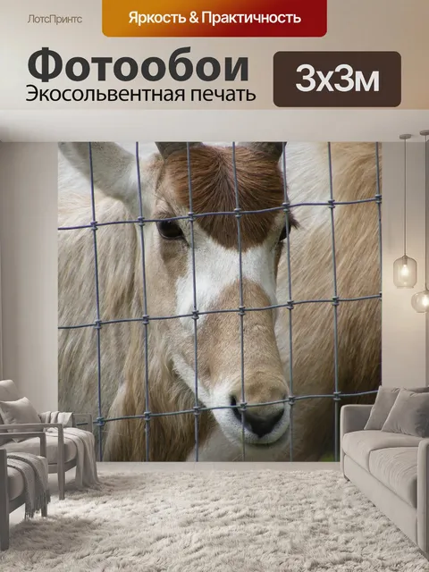 Фотообои Addax антилопы