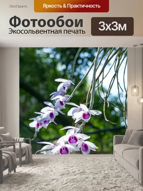 Фотообои Орхидеи