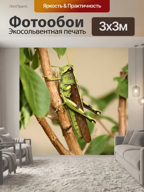 Фотообои Большой зеленый кузнечик