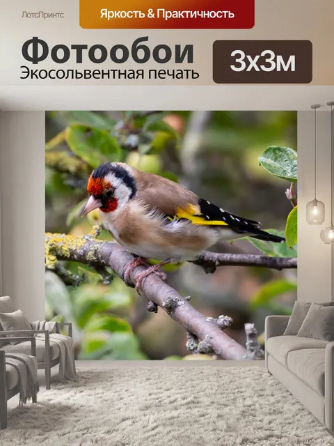 Фотообои Щегол