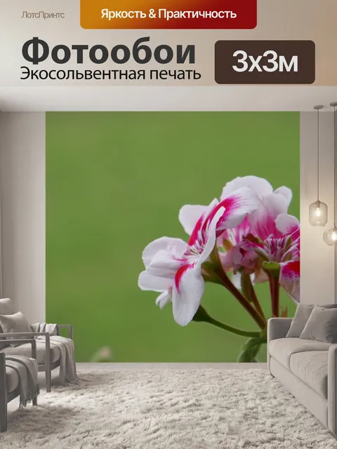 Фотообои Герань розовая