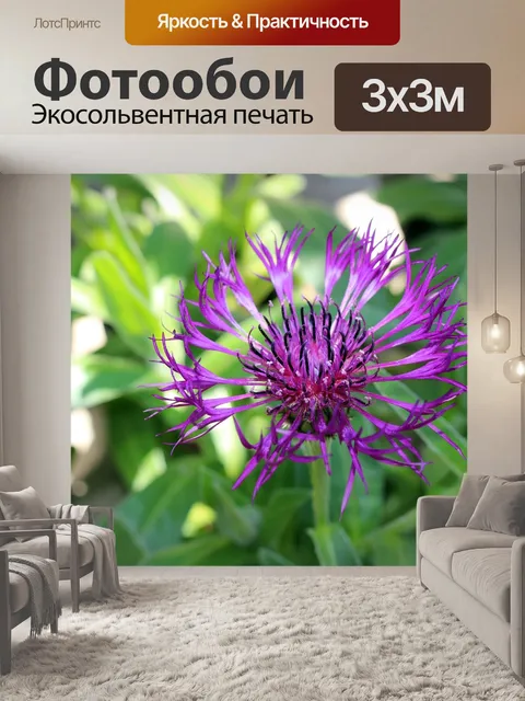 Фотообои Фиолетовый