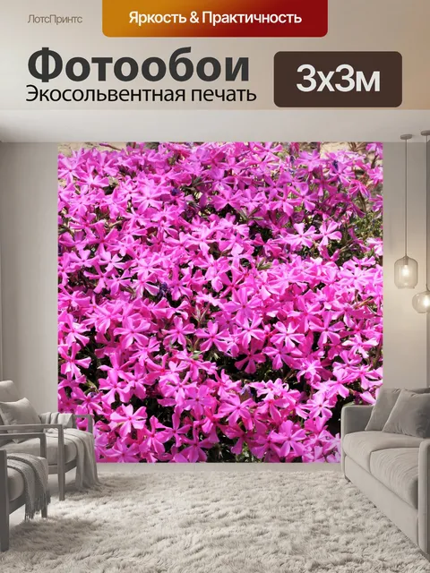 Фотообои Розовый ползучий флокс