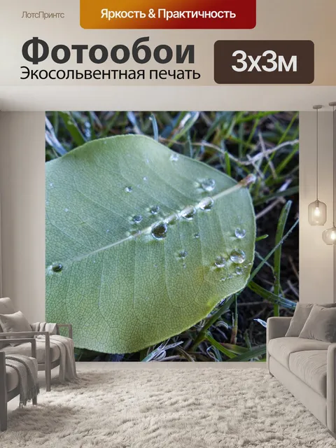 Фотообои Капельки на листе