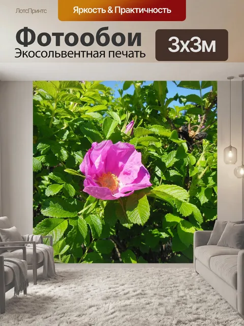 Фотообои Роза морщинистая