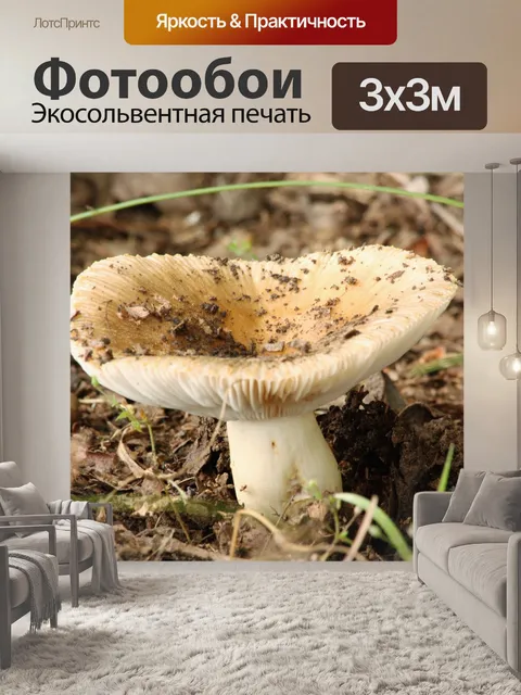Фотообои Белый гриб Amanita