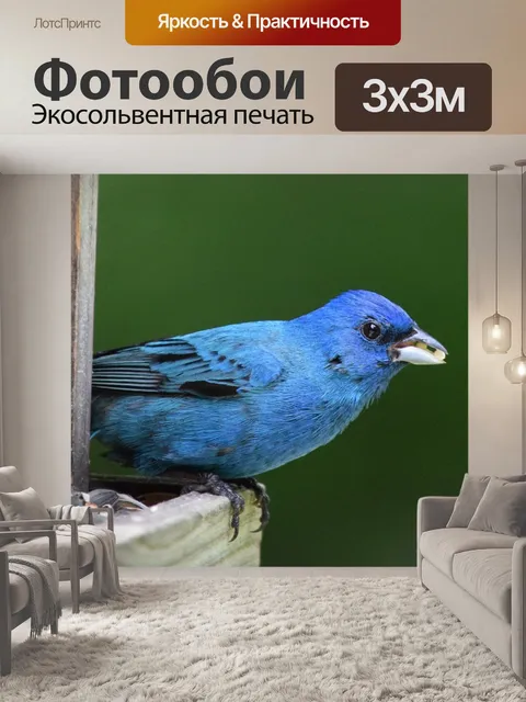 Фотообои Индиго