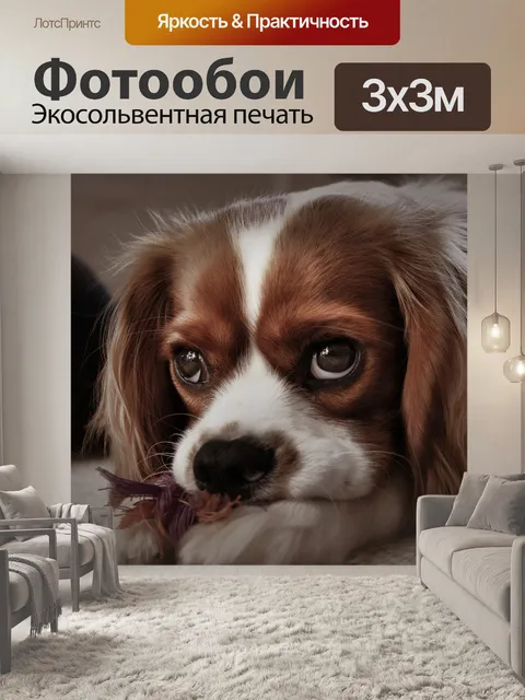 Фотообои Кавалер кинг чарльз спаниель