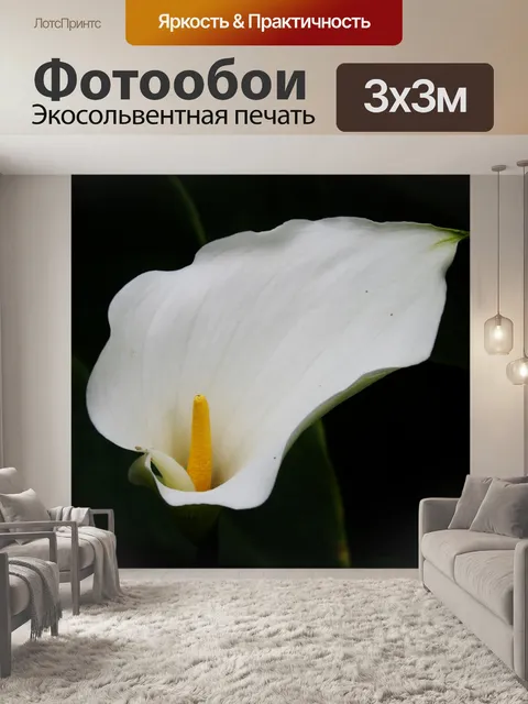 Фотообои Белый Арум цветок