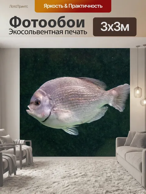 Фотообои Серебряная рыба в аквариуме