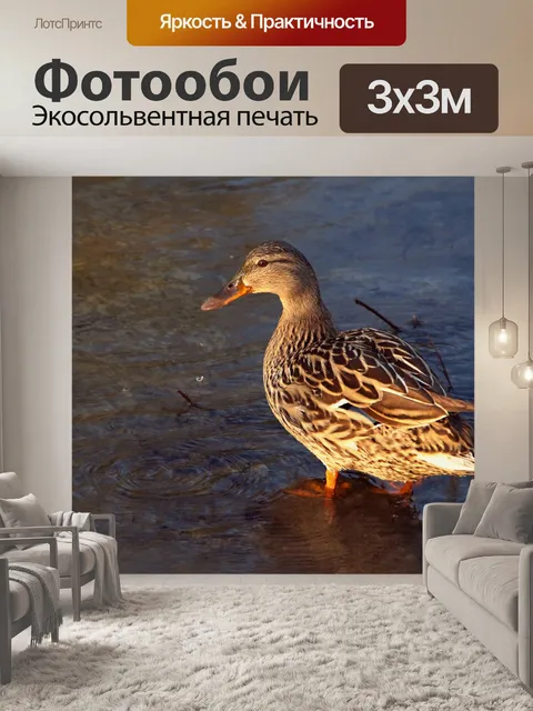 Фотообои Озеро селезня кряквы
