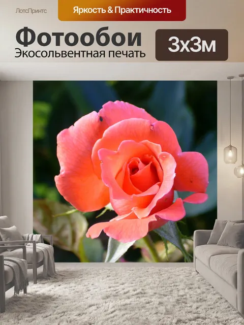 Фотообои Роза