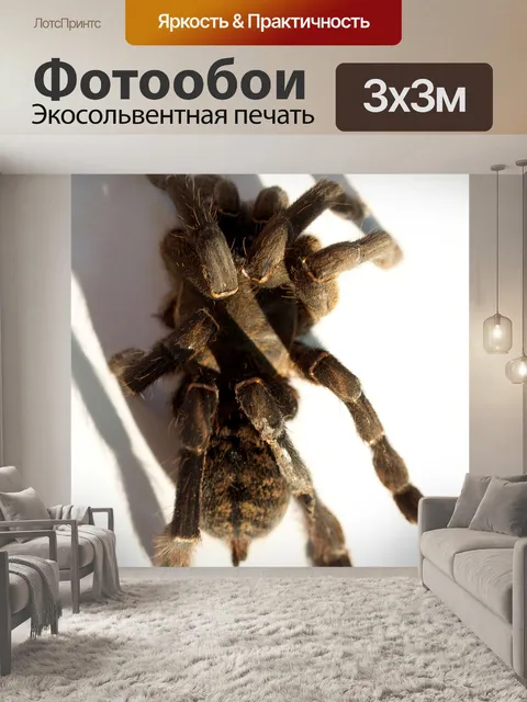 Фотообои Тарантул паук