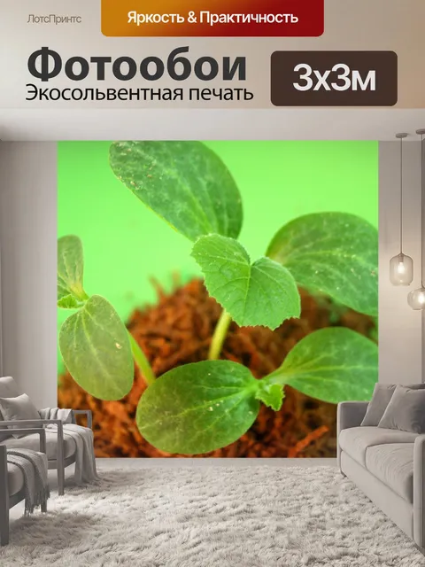 Фотообои Молодое дерево