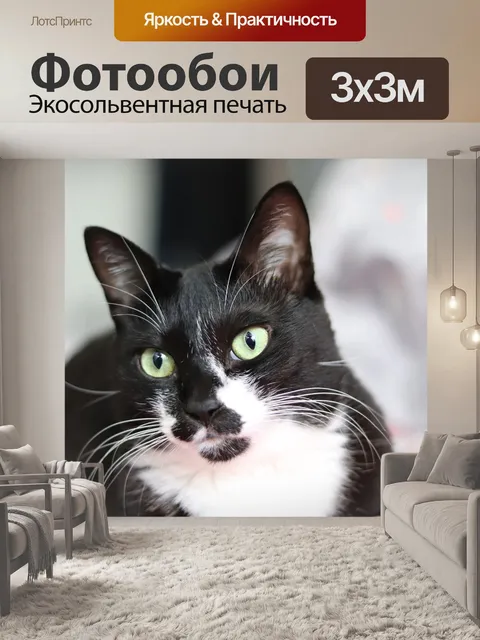 Фотообои Кошачьи глаза