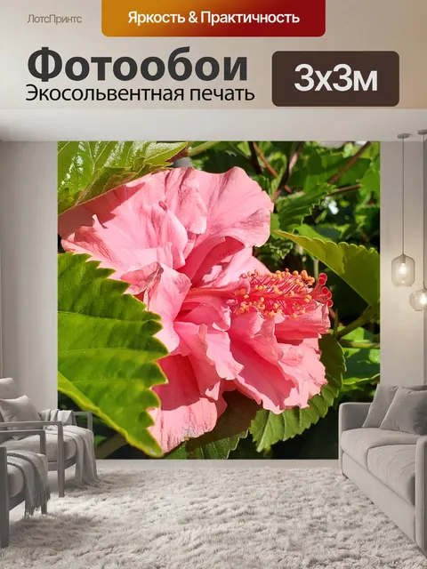 Фотообои Розовый Гибискус Цветочный фон