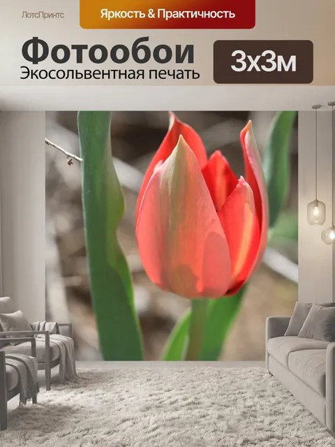Фотообои Тюльпан