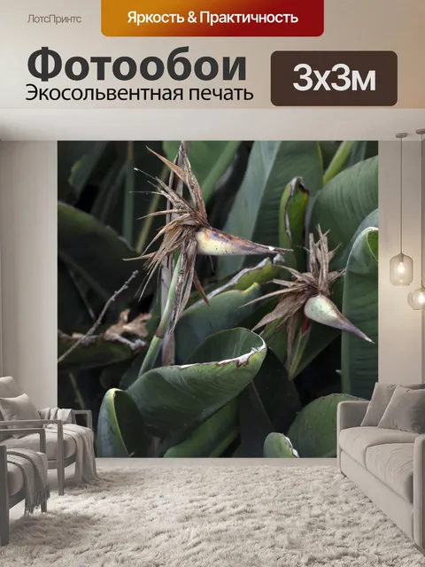 Фотообои Райская птица