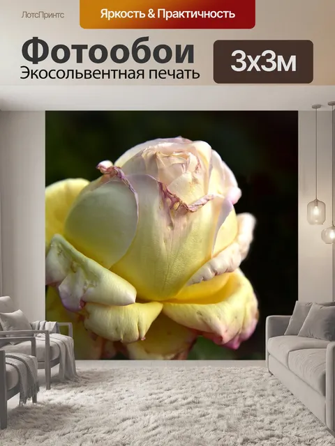 Фотообои Роза