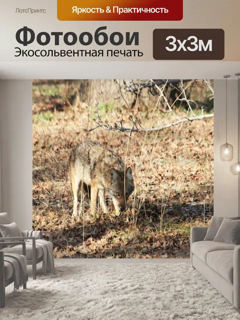 Фотообои Охота на койотов зимой