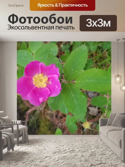 Фотообои Цветок дикой розы