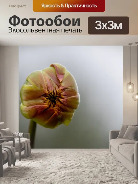 Фотообои георгин, бутонизация георгин