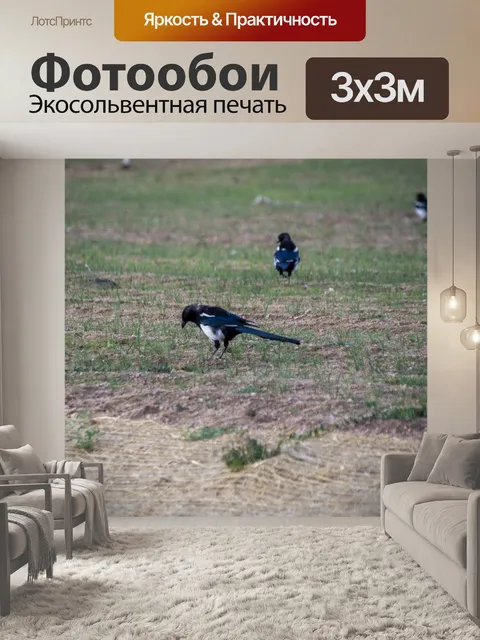 Фотообои черная сорока