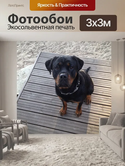 Фотообои Ротвейлер