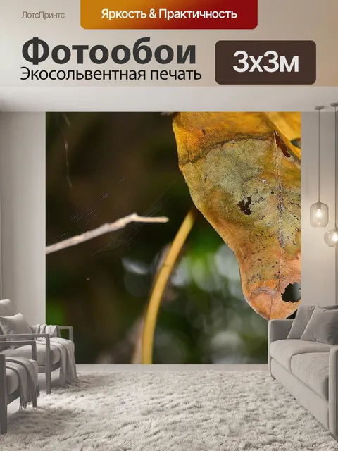 Фотообои Лист