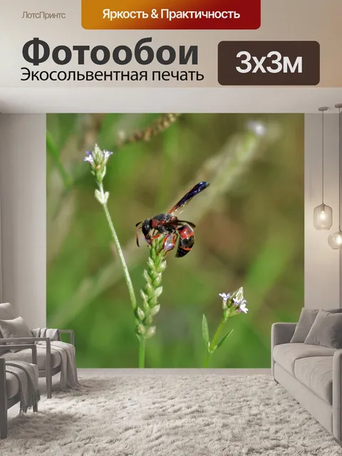 Фотообои Оса