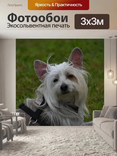 Фотообои Китайский язык
