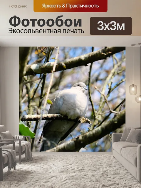 Фотообои Голубь в лесу
