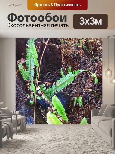 Фотообои папоротник, растущий под деревом