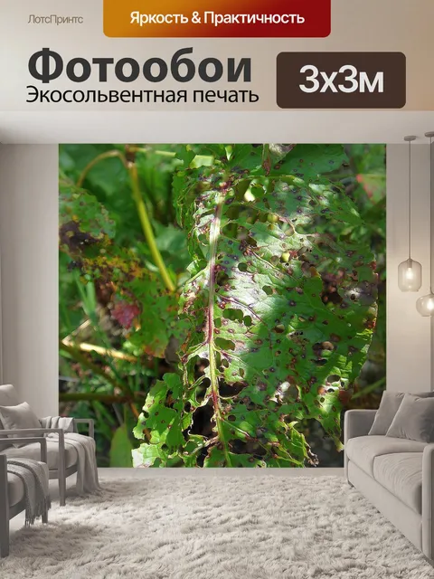 Фотообои Зеленый лист