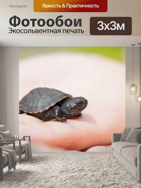 Фотообои Черепашка