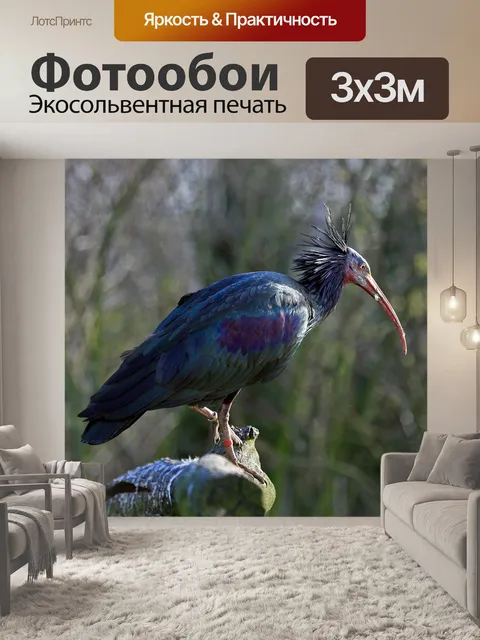 Фотообои Лысый ибис