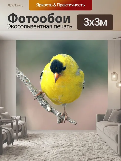 Фотообои Американский щегол