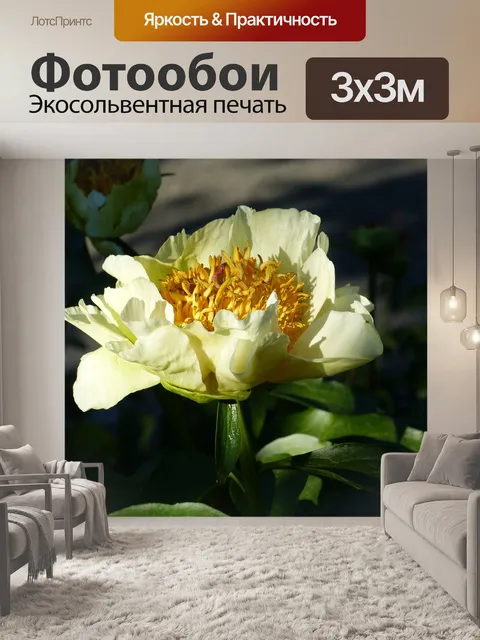 Фотообои Пион