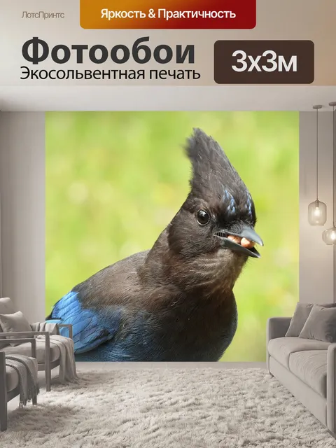 Фотообои Голубая сойка