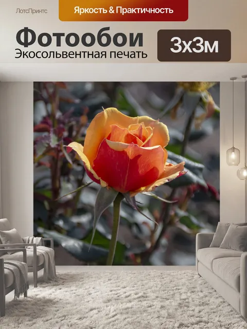 Фотообои Оранжевая роза