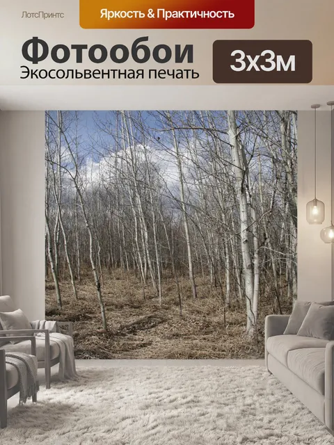 Фотообои Березы лес